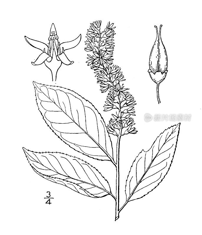 古董植物学植物插图:Itea Virginica, Virginia Willow